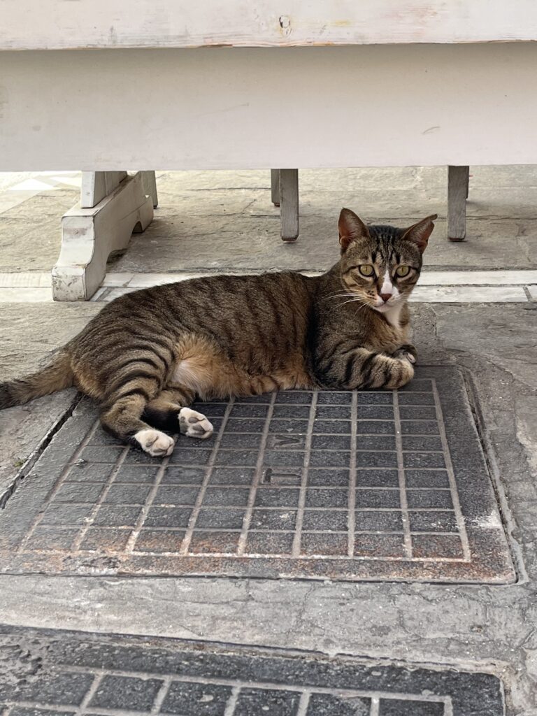 Rethymno, cat