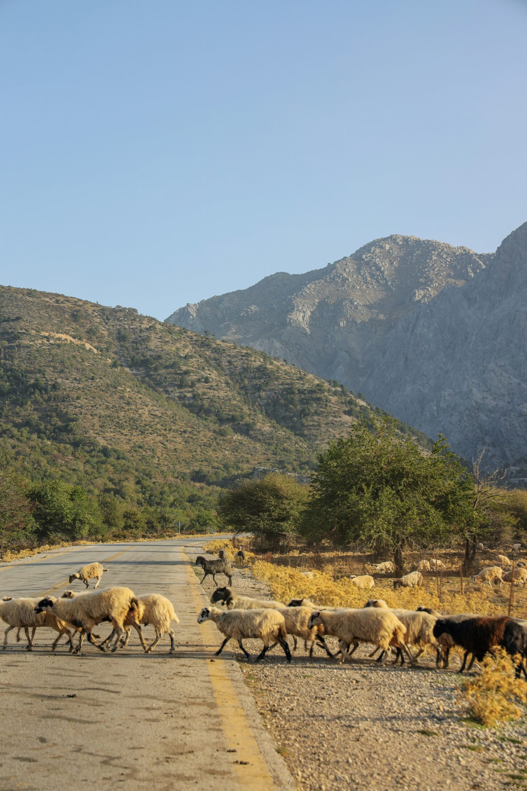 Goats crossing the sreet in Rethymno Crete
