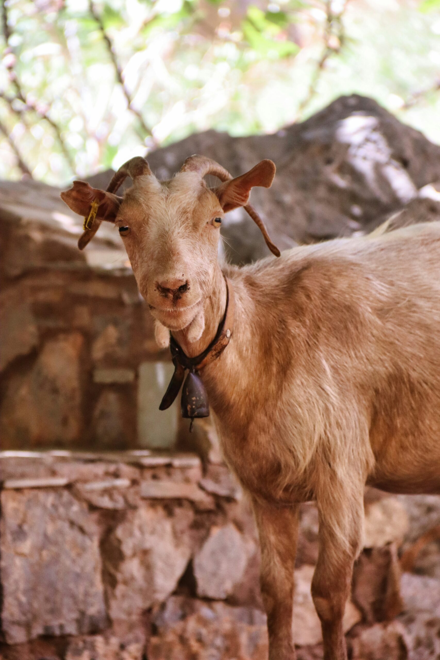 goat in crete