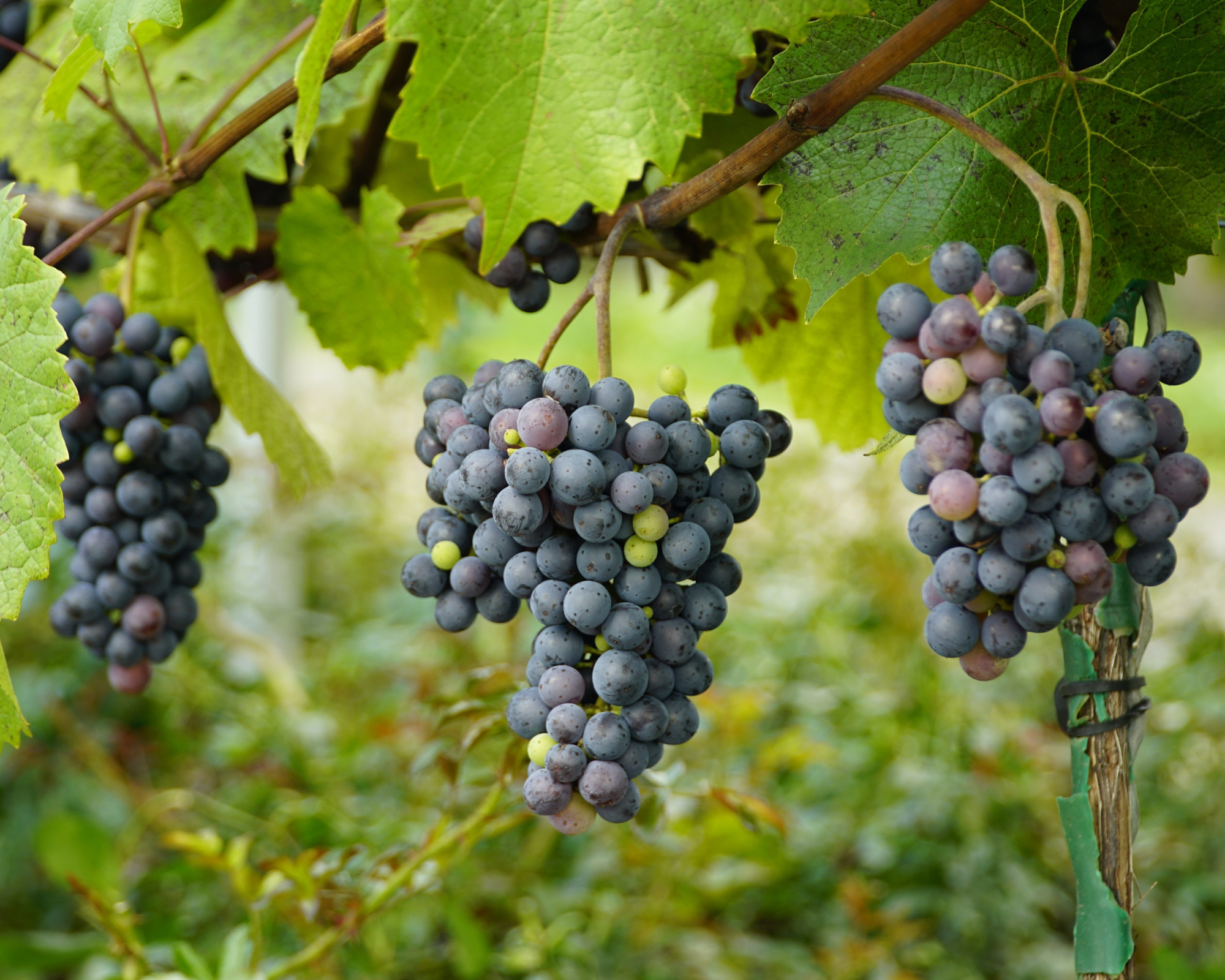 Cretan Food & Wine Tours Rethymno