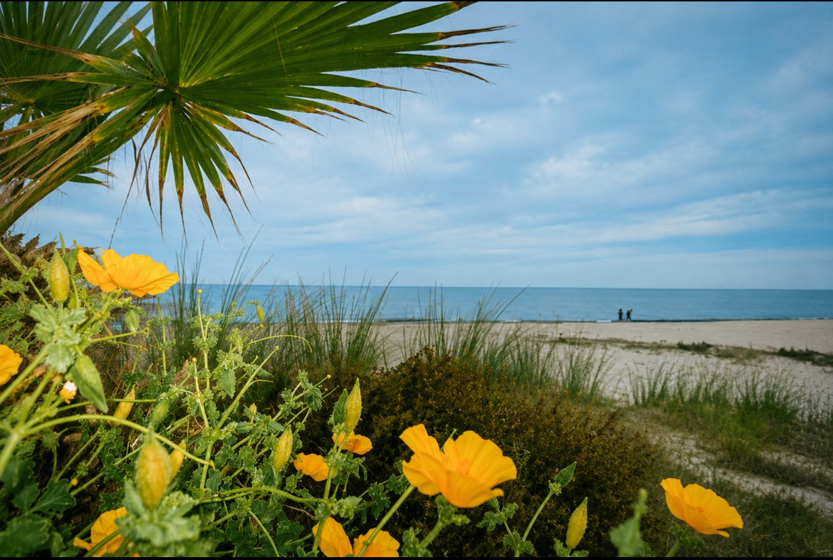 Colorful flowers in Rethymno during June